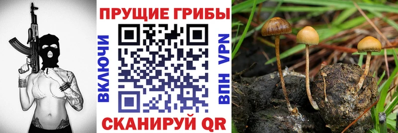 кракен   хочу   Сегежа  Галлюциногенные грибы Cubensis 